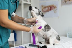 nefrologia veterinária: o que você precisa saber sobre