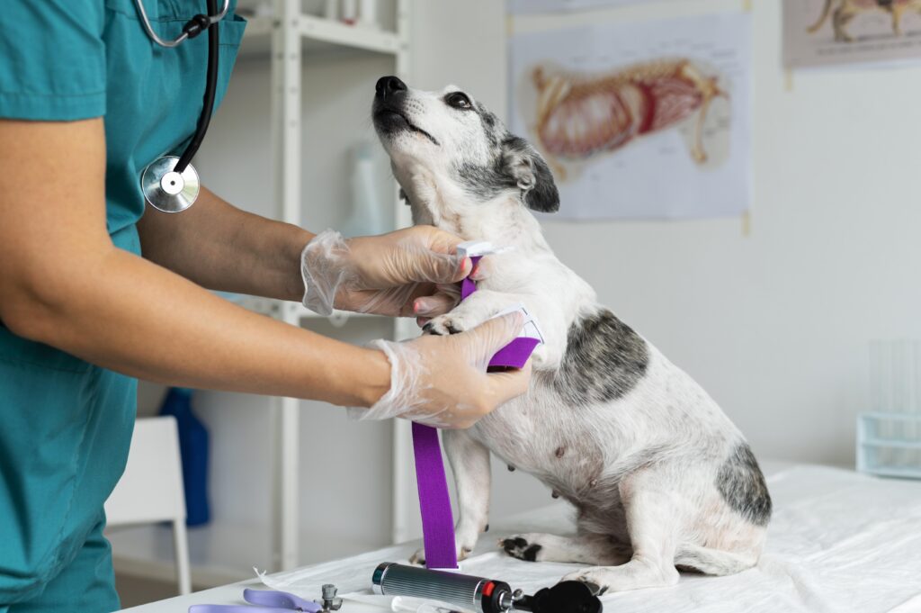 nefrologia veterinária: o que você precisa saber sobre