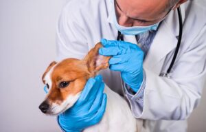 Tecnologia Brasileira em Dermatologia Veterinária Ganha Destaque