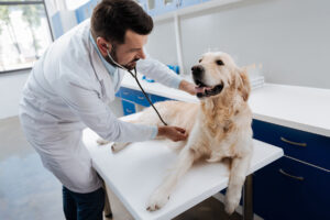 Cardiologia Veterinária: Cuidando do Coração dos Nossos Melhores Amigos