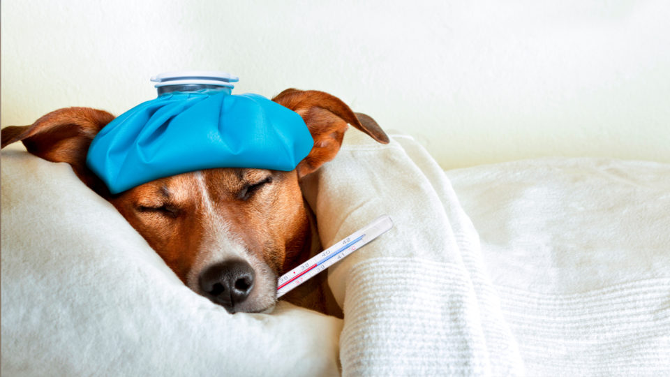 Doenças Comuns nos Pets: Como Cuidar da Saúde do Seu Animal