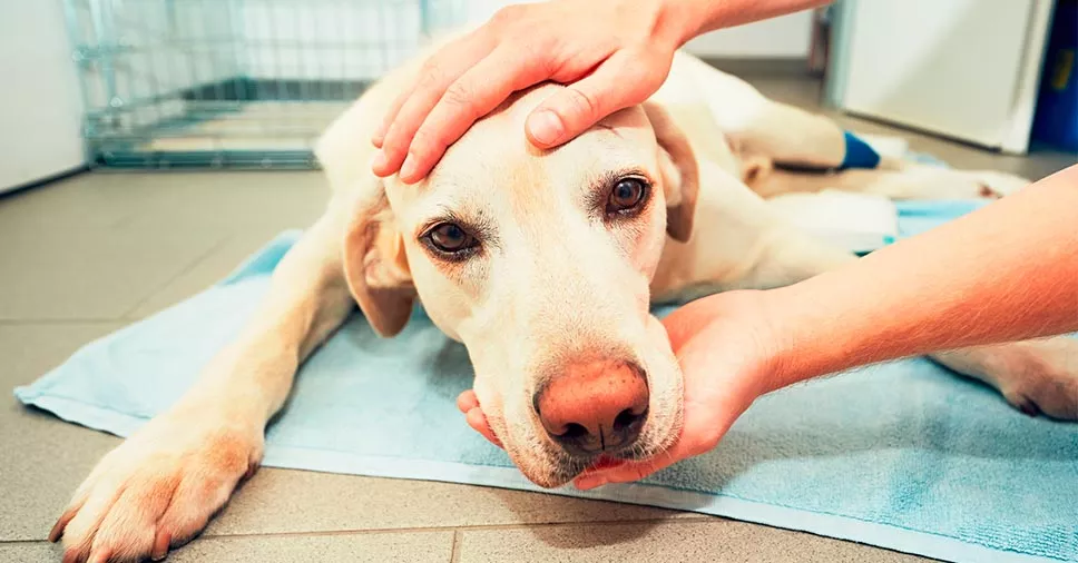 Parvovirose canina: como proteger o pet dessa ameaça silenciosa