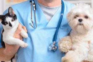 Check-up veterinário: por que a prevenção salva vidas