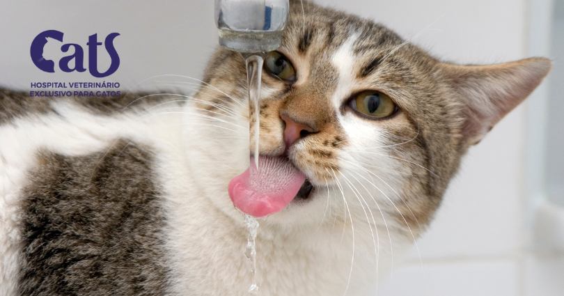 Doença renal crônica em gatos: como identificar precocemente