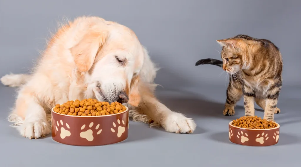 Alimentação adequada para cães e gatos em diferentes fases da vida