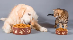 saúde do pet, ambiente doméstico, bem-estar animal, prevenção de doenças em pets, cuidados com cães e gatos, ventilação para pets, iluminação para pets, segurança doméstica para animais.