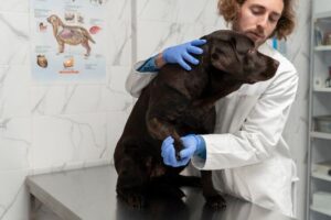 Dicas para prevenir doenças comuns em pets no verão