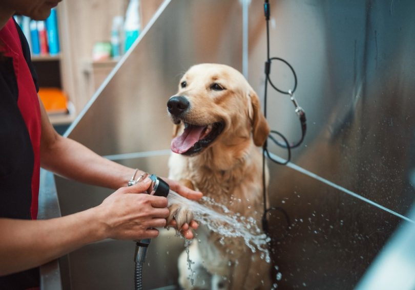 Cuidados com a higiene e prevenção de parasitas em cães e gatos