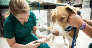 Cirurgias ortopédicas em cães e gatos: quando indicar e como é a recuperação