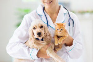 prevenção de doenças em pets, cuidados com cães e gatos, saúde animal, veterinário, vacina para pets, alimentação animal.