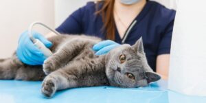quando levar o pet ao veterinário, sinais de doenças em cães e gatos, cuidados veterinários, sintomas em pets, saúde animal