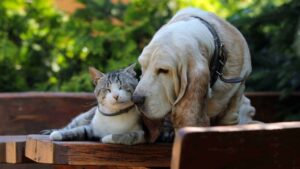 Pets idosos: cuidados especiais para uma vida longa e saudável