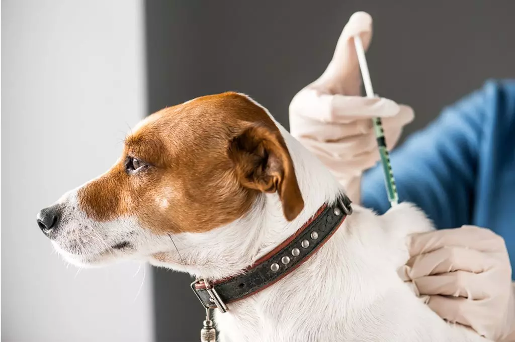 Vacinas que seu pet não pode deixar de tomar