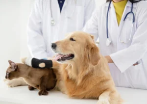 doenças comuns em cães e gatos saúde dos pets prevenção de doenças em animais vacinas para cães e gatos sintomas de doenças em pets como identificar doenças em animais cuidados com pets doenças caninas doenças felinas veterinário para cães e gatos