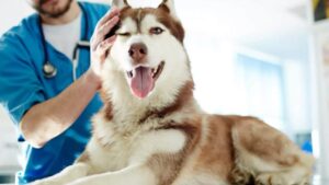 dermatite em animais, coceira em cachorro, dermatite em gatos, tratamento de dermatite, causas de dermatite animal, doenças de pele em pets, sintomas dermatológicos em cães e gatos