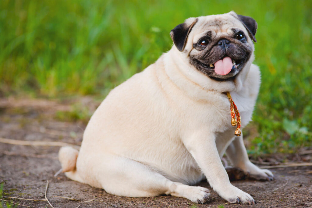 Obesidade em pets: causas, consequências e como prevenir