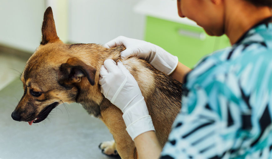 doença do carrapato, erliquiose canina, prevenção de carrapatos, tratamento de babesiose, sintomas da doença do carrapato.
