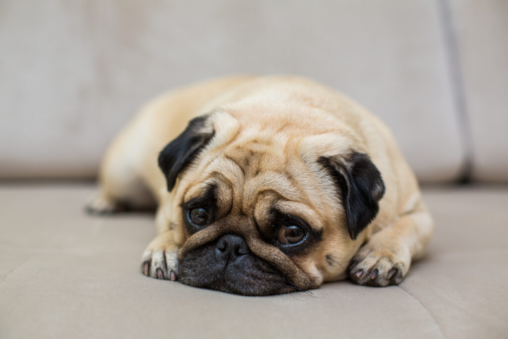 Doenças silenciosas em pets: como identificar antes que seja tarde
