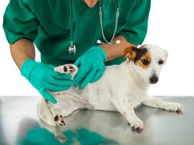 cuidados com pets, dicas de saúde animal, bem-estar pet, rotina saudável cães e gatos.