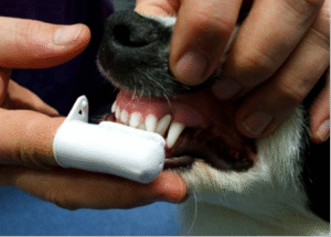 doença periodontal em cães, doença periodontal em gatos, sintomas de doença periodontal, tratamento odontológico veterinário, prevenção de doenças dentárias em pets, saúde bucal animal, higiene dental em cães e gatos.
