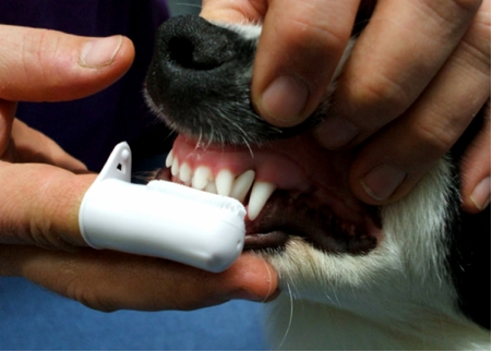 doença periodontal em cães, doença periodontal em gatos, sintomas de doença periodontal, tratamento odontológico veterinário, prevenção de doenças dentárias em pets, saúde bucal animal, higiene dental em cães e gatos.