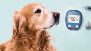 diabetes em cães e gatos, sintomas de diabetes em pets, tratamento do diabetes animal, manejo do diabetes canino e felino, prevenção do diabetes em animais.