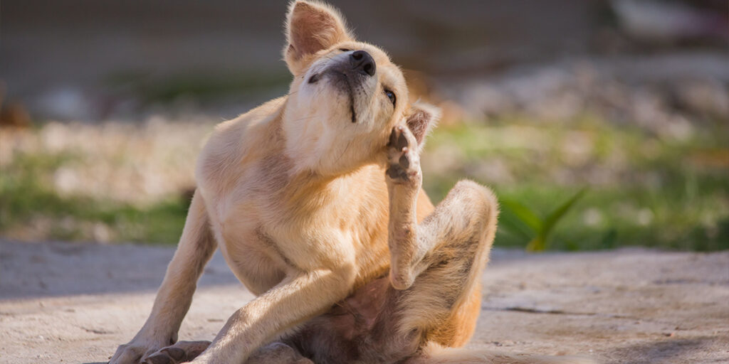 alergias em pets, alergia alimentar em cães e gatos, alergia cutânea em pets, sintomas de alergia em cães, tratamento de alergia em gatos, prevenção de alergias em pets, cuidados com cães e gatos, bem-estar animal.