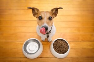 limentação saudável para pets, dieta equilibrada cães e gatos, alimentos proibidos para pets, alimentação natural para animais, nutrição animal, cuidados com a alimentação pet, bem-estar animal.