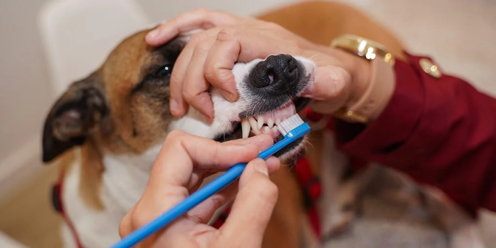 saúde bucal pet, higiene bucal em cães, escovação de dentes em pets, problemas bucais em animais, cuidados dentários veterinários, prevenção de tártaro, limpeza dental para pets.