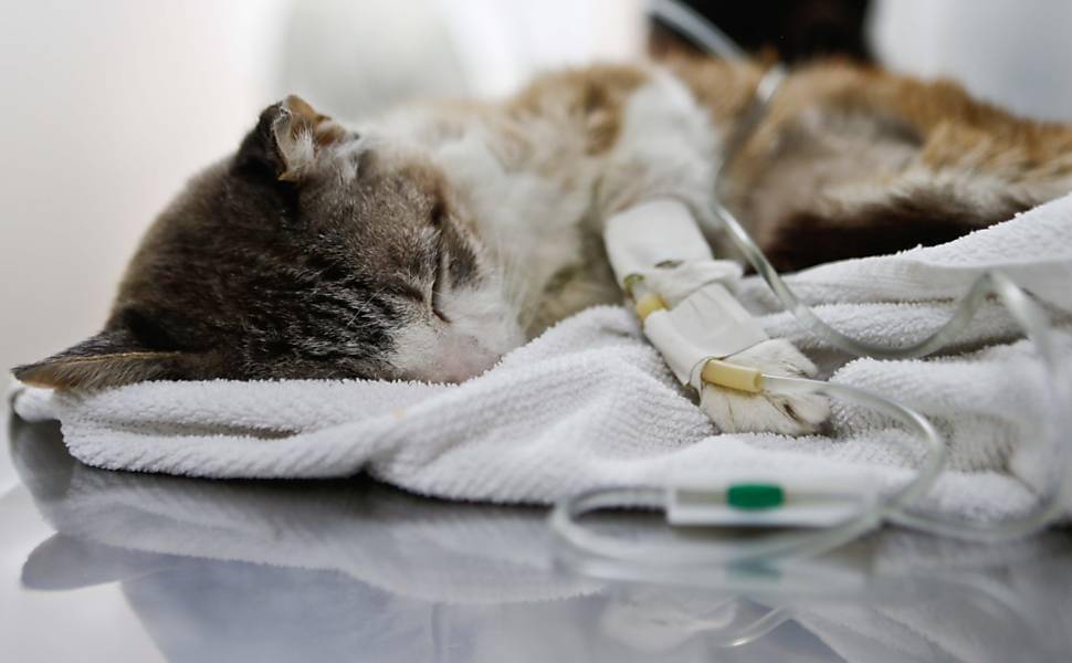 doenças renais em gatos, insuficiência renal felina, sintomas de doença renal em gatos, tratamento de doença renal em gatos, saúde dos gatos idosos, cuidados veterinários felinos, dieta para gatos com insuficiência renal, fluidoterapia em gatos.