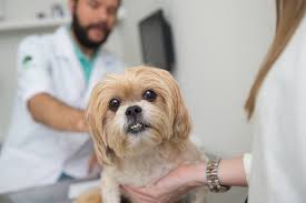 problemas digestivos em pets, saúde digestiva de cães e gatos, tratamento digestivo animal, prevenção de distúrbios gastrointestinais, sintomas de problemas digestivos.