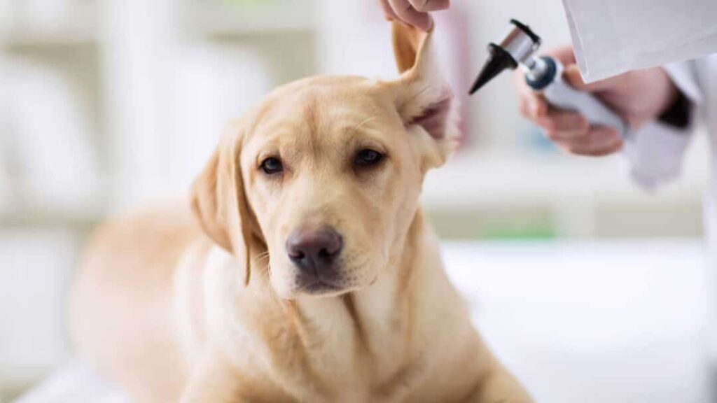 otite em cães, otite em gatos, sintomas de otite, tratamento de otite, prevenção de otite, infecção de ouvido em pets, cuidados com orelhas de animais, saúde auditiva animal.