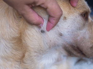 arasitas em cães e gatos, prevenção de parasitas, pulgas em cães, carrapatos em gatos, vermes intestinais, tratamento de parasitas, saúde animal, cuidados com pets, antiparasitários.