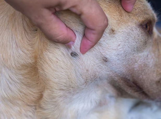 arasitas em cães e gatos, prevenção de parasitas, pulgas em cães, carrapatos em gatos, vermes intestinais, tratamento de parasitas, saúde animal, cuidados com pets, antiparasitários.