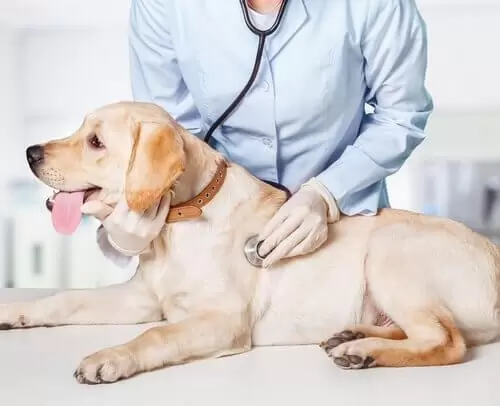 doenças cardiovasculares em animais, problemas cardíacos em cães, doenças do coração em gatos, sinais de insuficiência cardíaca, prevenção cardíaca para pets, tratamento cardíaco veterinário, saúde animal, cuidados com cães e gatos, check-up cardíaco em pets.