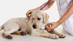 leishmaniose em cães, sintomas de leishmaniose, prevenção de leishmaniose, tratamento de leishmaniose, cuidado com cães.