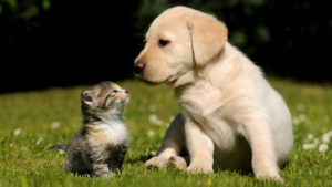 primeiros socorros para pets, emergência em animais, cuidados com cães e gatos, acidentes com pets, atendimento veterinário urgente, prevenção de acidentes em pets, segurança animal, saúde de cães e gatos, kit de primeiros socorros para pets