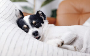 sono do pet, saúde animal, imunidade, comportamento de cães e gatos, qualidade de vida do pet, bem-estar animal, rotina de sono, cuidados com pets, prevenção de doenças, descanso animal.