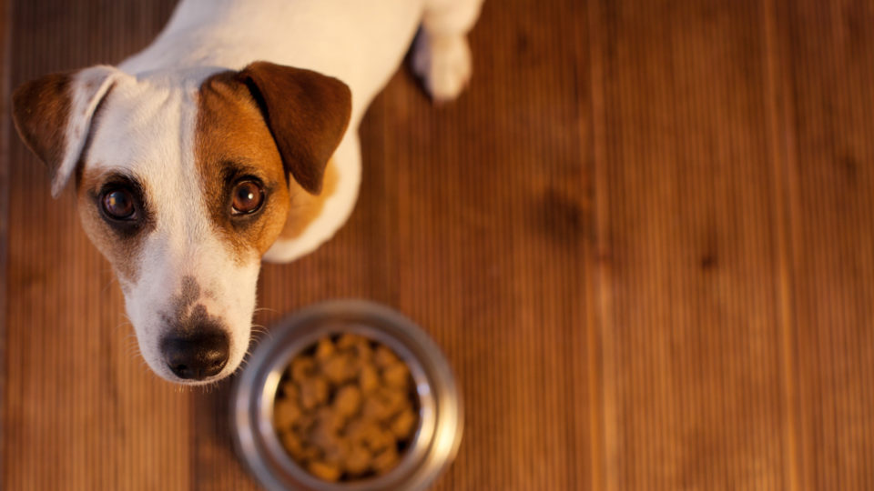 intolerância alimentar em pets, alergia alimentar, sinais de alergia, dieta hipoalergênica, saúde do pet, bem-estar animal, tratamento sem sofrimento, alimentação segura, prevenção de doenças, cuidados veterinários.