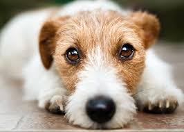 Oftalmologia Veterinária Úlcera de Córnea Síndrome do Olho Seco (CCS) Raças Braquicefálicas Pugs Shih-Tzu Teste de Fluoresceína Ciclosporina Prevenção Ocular Lagoftalmia