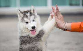 cirurgia veterinária, cirurgia em cães e gatos, procedimentos cirúrgicos veterinários, anestesia veterinária, recuperação pós-cirúrgica animal, cuidados após cirurgia em pets, veterinário cirurgião, cirurgia ortopédica em animais, cirurgia de castração, tumores em cães e gatos, pós-operatório veterinário, cirurgia segura para pets, medicina veterinária moderna.