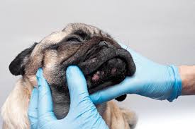 dermatologia veterinária, doenças de pele em pets, alergias em cães e gatos, dermatite canina, dermatite felina, veterinário dermatologista, problemas de pele em animais, coceira em pets, queda de pelos em cães, queda de pelos em gatos, infecções de pele em pets.