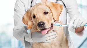 odontologia veterinária, saúde bucal pet, tártaro em cães, tártaro em gatos, doenças periodontais pets, limpeza dental veterinária, dentista veterinário, saúde geral dos pets, mau hálito em cães, mau hálito em gatos.