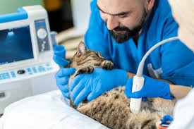 nefrologia veterinária, doenças renais em cães, doenças renais em gatos, insuficiência renal pet, SDMA para pets, tratamento renal veterinário, rins pets cuidados, ultrassom renal veterinário, sintomas doença renal cães gatos.