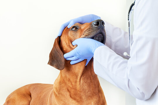oftalmologia veterinária, catarata em cães, catarata em gatos, cirurgia de catarata veterinária, glaucoma em pets, doenças oculares em cães e gatos, úlcera de córnea em cães, veterinário oftalmologista, problemas oculares em animais, saúde ocular de pets, sinais de doenças oculares em cães, sinais de doenças oculares em g