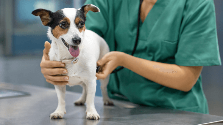 oncologia veterinária, câncer em pets, tratamento de tumor em cães, tumor em gatos, quimioterapia veterinária, cirurgia oncológica pet, diagnóstico precoce câncer pet, câncer tem cura pets, saúde animal oncologia.