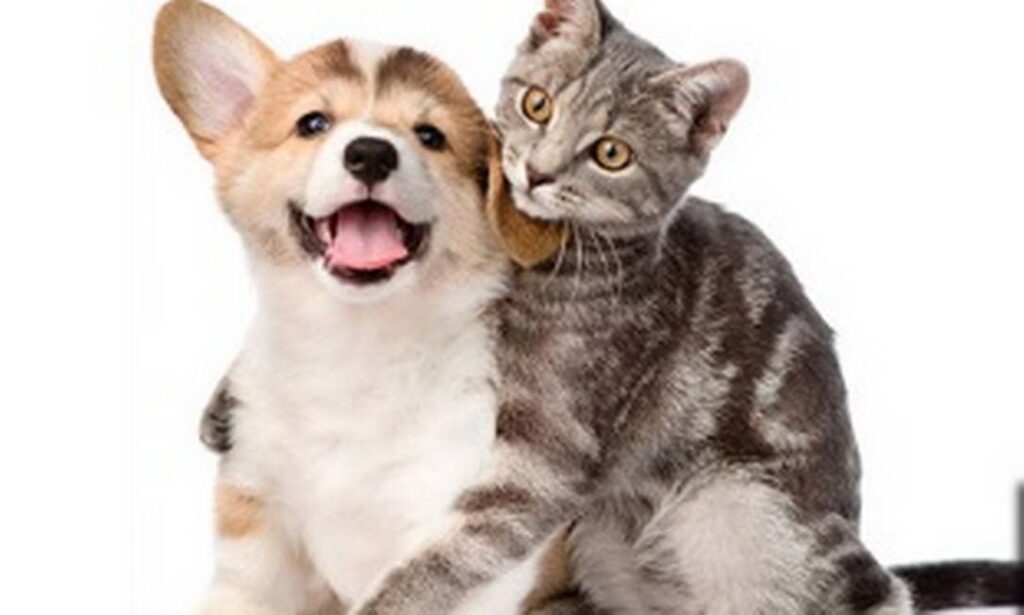 dermatologia veterinária, coceira em cães, coceira em gatos, dermatite em pets, alergia em cães, alergia em gatos, doenças de pele em pets, feridas na pele do cachorro, pele vermelha no gato, queda de pelos em pets, problemas de pele em animais, tratamento dermatológico veterinário, sinais de alergia em pets, doenças graves em pets, inflamação de pele em cães e gatos