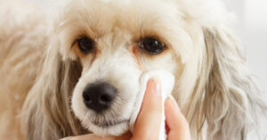 catarata em pets, glaucoma em cães e gatos, doenças oculares pets, perda de visão em animais, oftalmologia veterinária, sinais de cegueira em pets, problemas oculares cães, problemas oculares gatos, diagnóstico ocular veterinário, saúde ocular animal