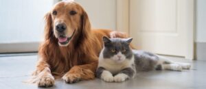 dor crônica em pets, dor crônica em cães, dor crônica em gatos, sinais de dor em animais, comportamento alterado pets, osteoartrite em cães e gatos, dor silenciosa pets, tratamento de dor veterinária, qualidade de vida pets, saúde animal