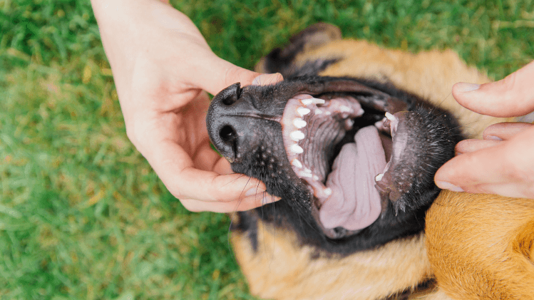 problemas dentários em pets, saúde bucal animal, odontologia veterinária, dor dentária em cães, dor dentária em gatos, tártaro em pets, gengivite em animais, mau hálito em pets, infecção dentária em pets, doença periodontal canina, doença periodontal felina, limpeza dentária veterinária, saúde dos dentes dos pets, dor silenciosa em animais, comportamento alterado por dor dentária, cuidados odontológicos para pets